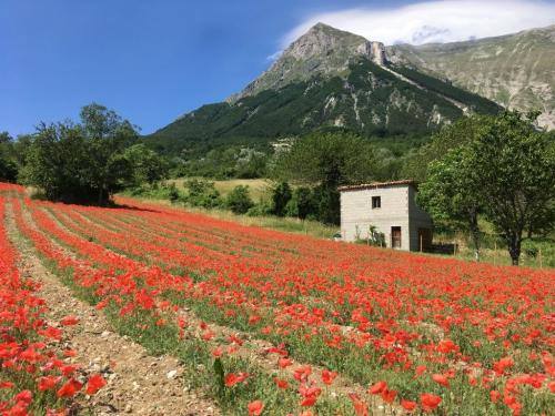 lavanda fioritura monti sibillini interno marchigiano marche provincia colline passeggiata bellezze adriatico 
