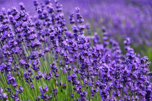 lavanda fioritura monti sibillini interno marchigiano marche provincia colline passeggiata bellezze adriatico 