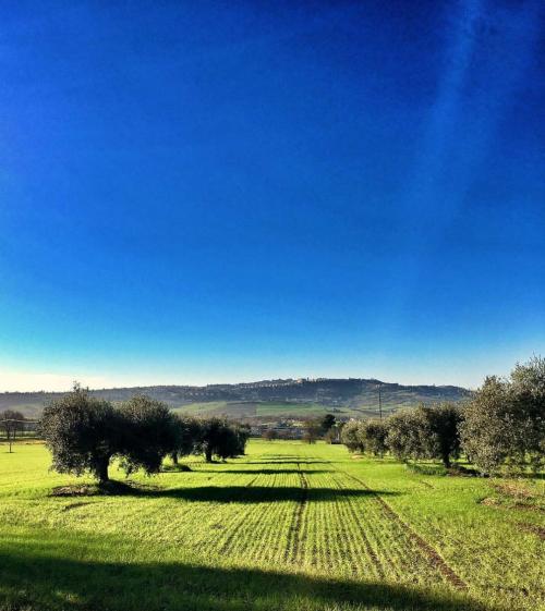 azienda agricola galluzzi oliveto passeggiata paesaggio marche castelfidardo riviera del conero contadini shop recanati mare colline campagna 