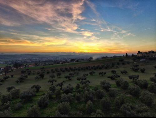 azienda agricola galluzzi oliveto passeggiata paesaggio marche castelfidardo riviera del conero contadini shop recanati mare colline campagna 