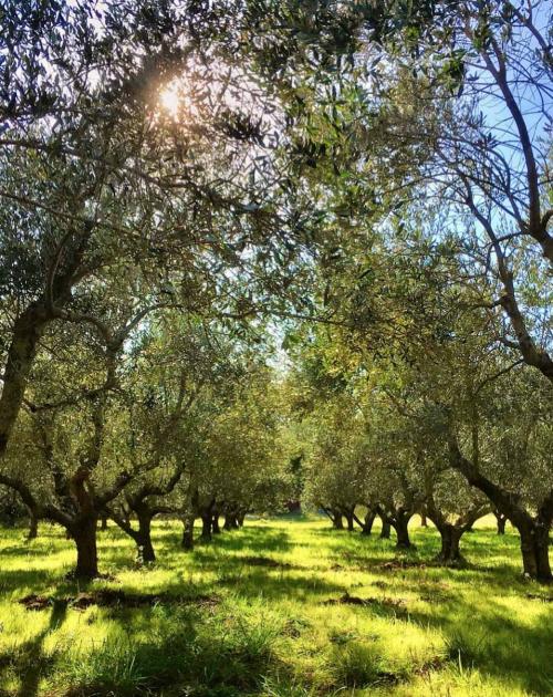 azienda agricola galluzzi oliveto passeggiata paesaggio marche castelfidardo riviera del conero contadini shop recanati mare colline campagna 