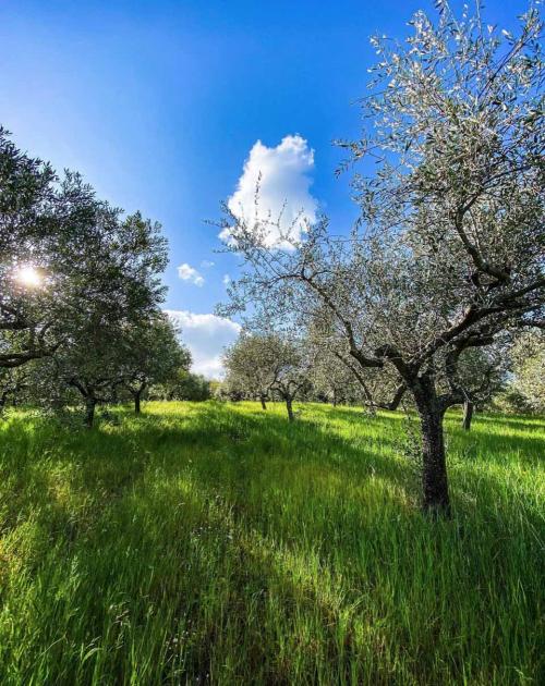 azienda agricola galluzzi oliveto passeggiata paesaggio marche castelfidardo riviera del conero contadini shop recanati mare colline campagna 