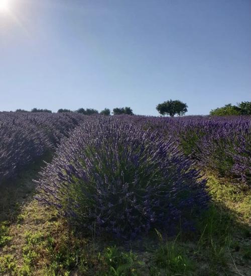 Cultura e tradizioni lavanda gita foto bellezze marche morrovalle macerata lavanda all'aperto mare profumo erbe esperienza coppia 