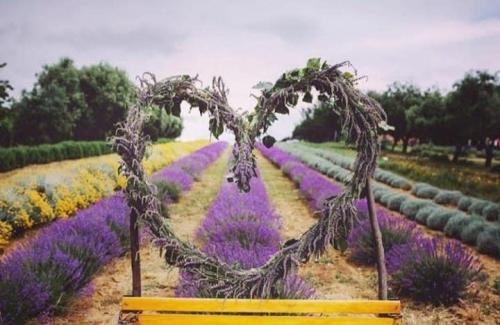 Cultura e tradizioni lavanda gita foto bellezze marche morrovalle macerata lavanda all'aperto mare profumo erbe esperienza coppia 