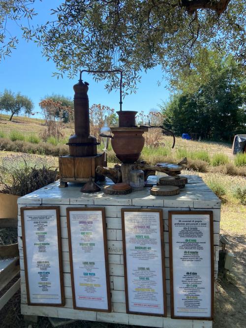 Cultura e tradizioni lavanda gita foto bellezze marche morrovalle macerata lavanda all'aperto mare profumo erbe esperienza coppia 