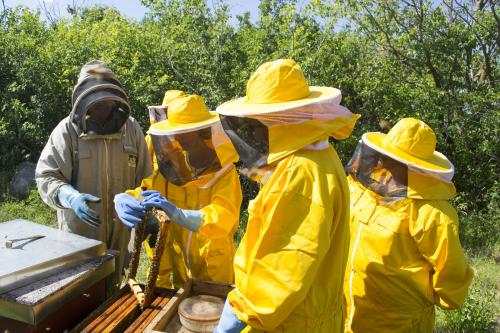 Miele riviera api apicoltori nettare panorama natura bellezza squisita campagna green astronauti 