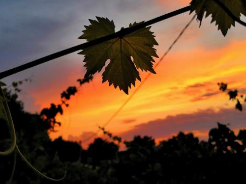 Degustazione vini vino marche cingoli bellezze paesaggi bicchiere bianco rosso tramonto enogastronomia i colli le colline mare e monti vigna vigneti prodotti tipici 