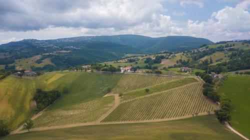 Degustazione vini vino marche cingoli bellezze paesaggi bicchiere bianco rosso tramonto enogastronomia i colli le colline mare e monti vigna vigneti prodotti tipici 