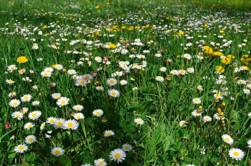 Erbe Officinali marche experience esperienze boschi natura esclusiva paesaggi bellezze marchigiane staffoli