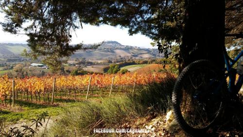 bicicletta bike bici cycling bicycle ciclismo italy cyclinglife italia Marche conero ancona numana sirolo  sport bikeporn nature velo cyclingpics natura cyclingphotos roadbike bikelife bicicleta cycle cicloturismo instacycling mtb instabike fitness cyclist love instagood ciclista