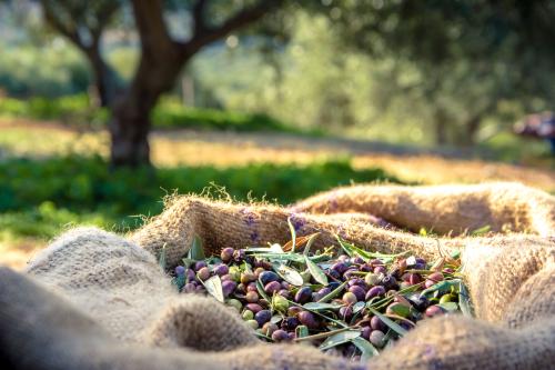 Passeggiata tra gli ulivi secolari della tenuta Mondomini, con vista sulle dolci colline della Valdaso.Dettaglio delle olive mature su un ramo durante la visita guidata all’oliveto Mondomini.Esperto che spiega le tecniche di potatura degli ulivi agli ospiti durante il tour.Ingresso dell’Ecomuseo della Valle dell’Aso, con esposizione di attrezzi agricoli tradizionali.Bambini e famiglie immersi nella cultura contadina locale all’Ecomuseo della Valle dell’Aso.Sala degustazione con tavolo apparecchiato per assaggio di oli extravergine biologici Mondomini.Calice con olio extravergine d’oliva e piatto con pane artigianale durante la degustazione guidata.Momento di assaggio degli oli EVO, con focus sugli aromi e i colori dei diversi monocultivar.